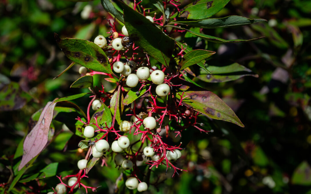 Rash After Hiking? Know the Difference Between Poison Oak, Ivy, and Sumac